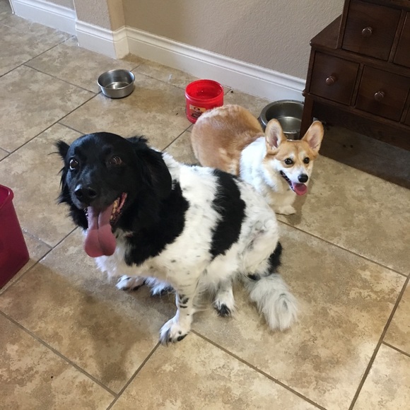 Pet hair possible 😍🐶🐱❤️ - Picture 5 of 8